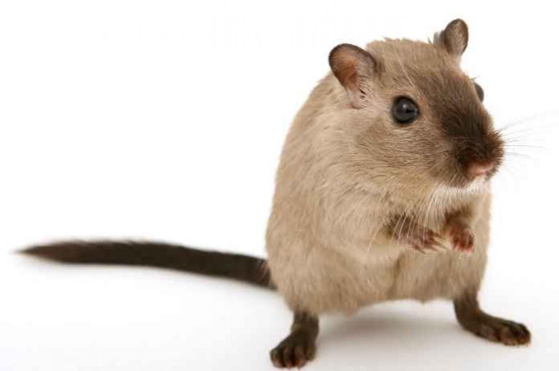 Ikea roept snoep terug door hongerige muizen