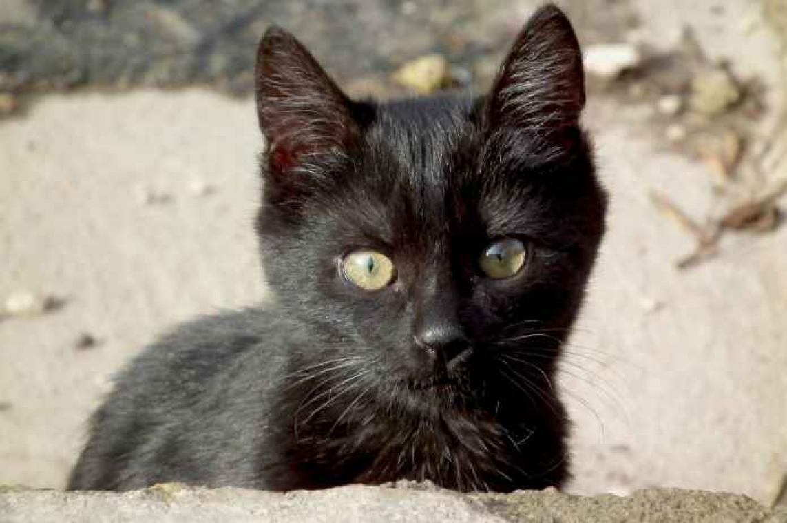 Zwarte katten razend populair door film 'Black Panther'