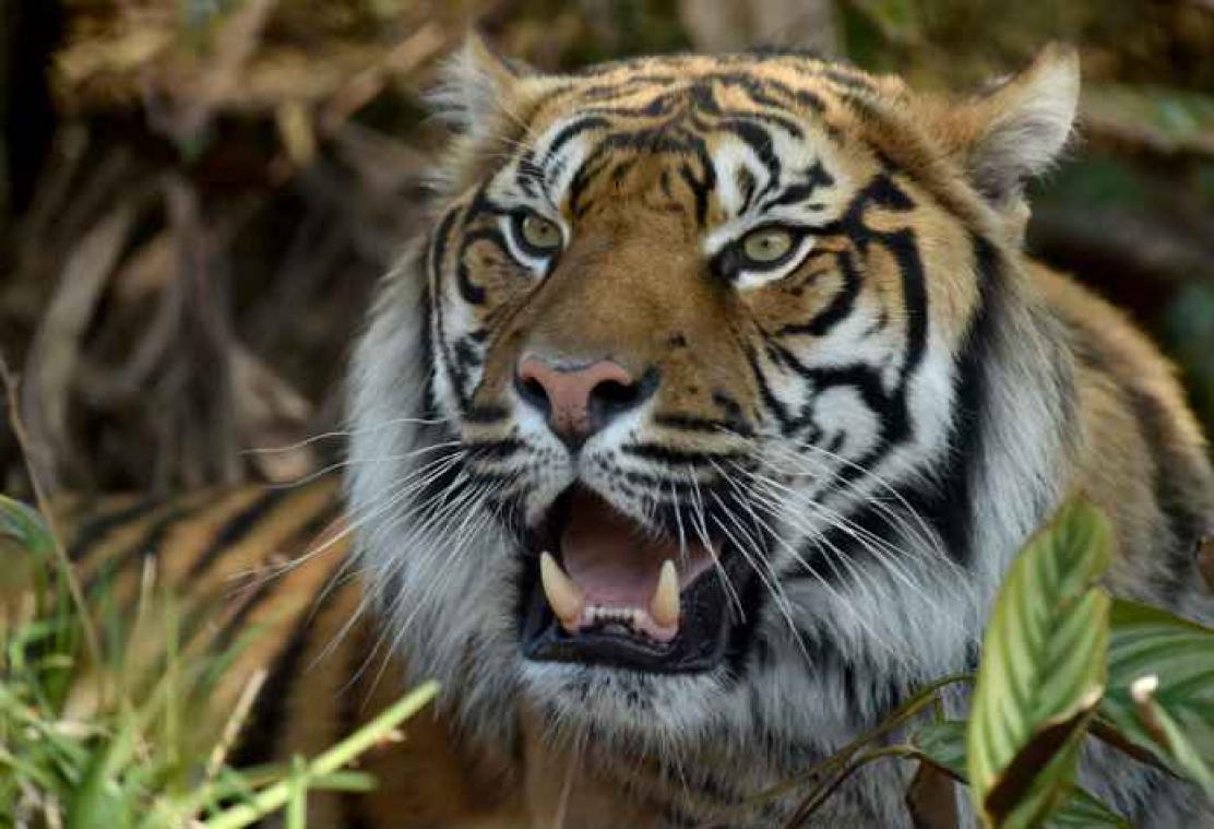 'Bovennatuurlijke' tijger afgemaakt door dorpsbewoners