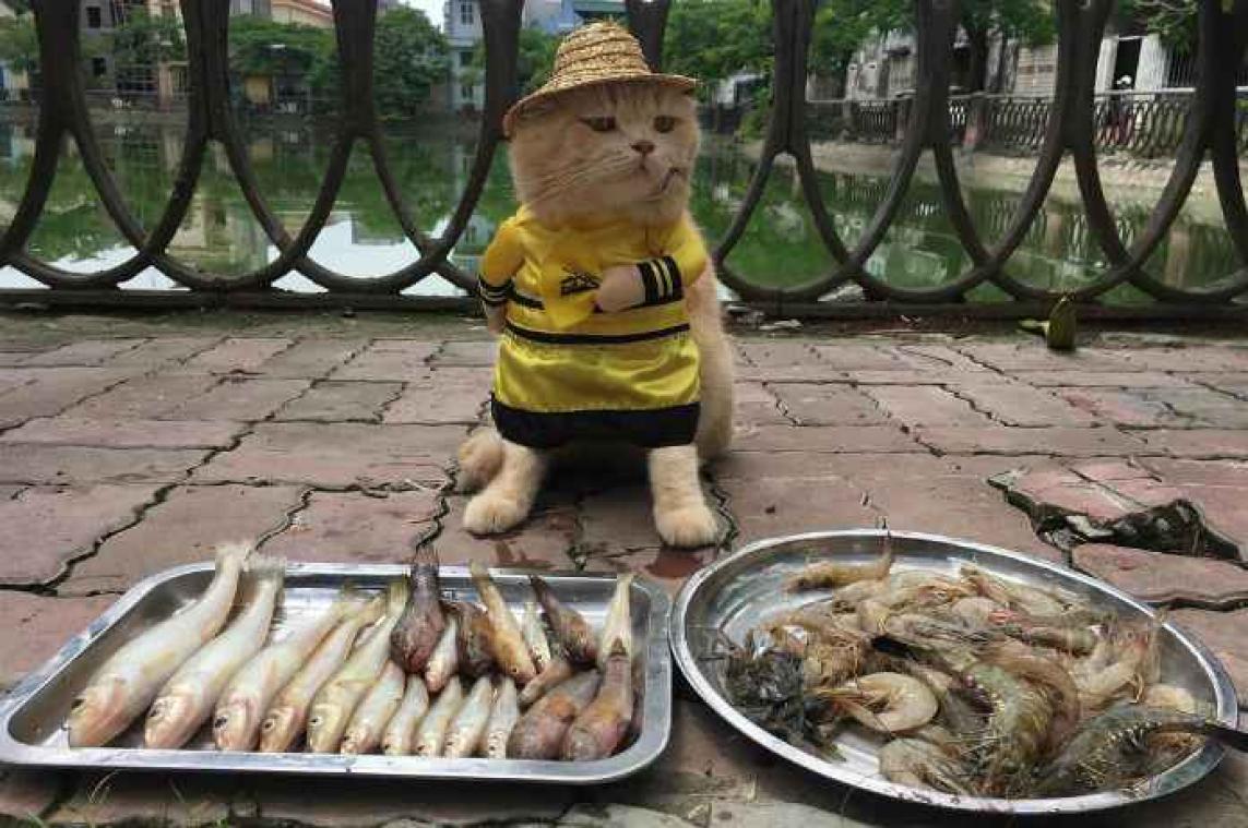 IN BEELD. Is deze kat de schattigste visverkoper ooit?