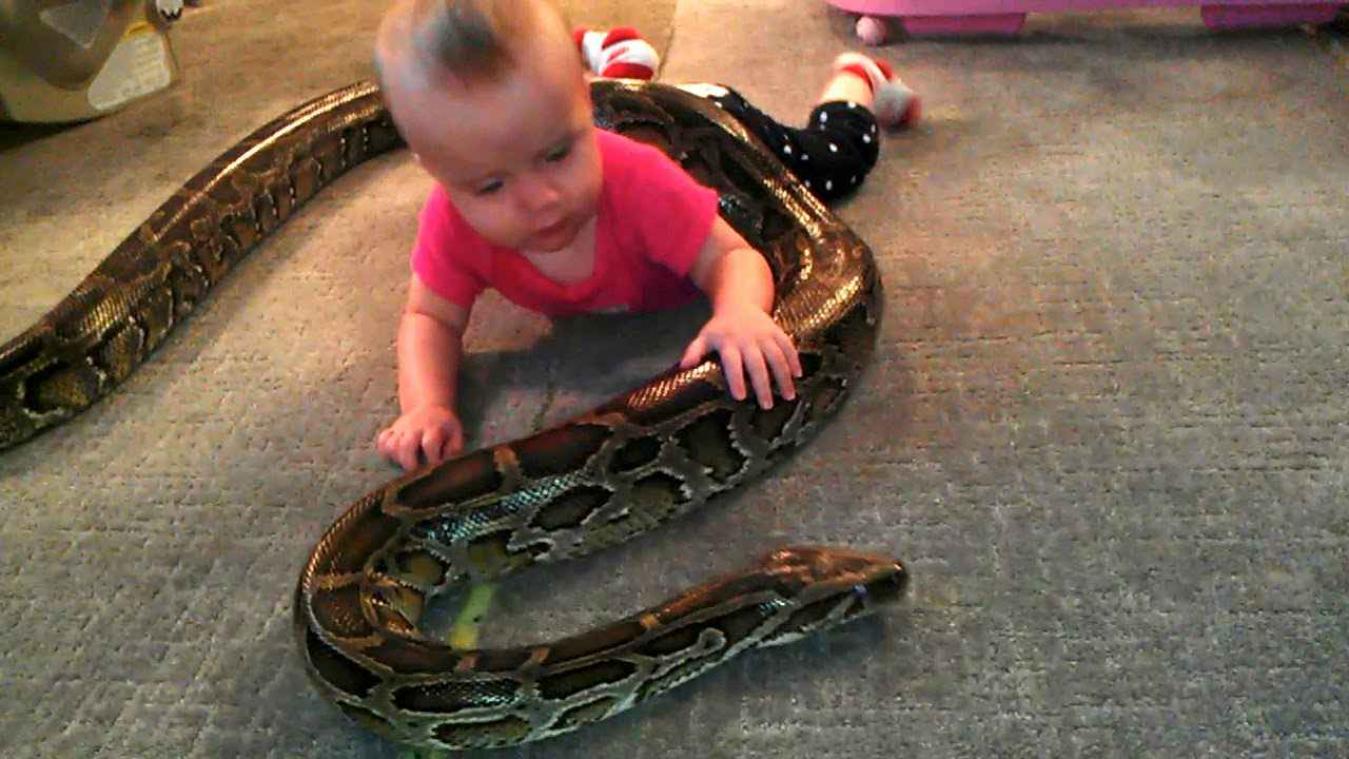 VIDEO. Baby speelt met reusachtige slang