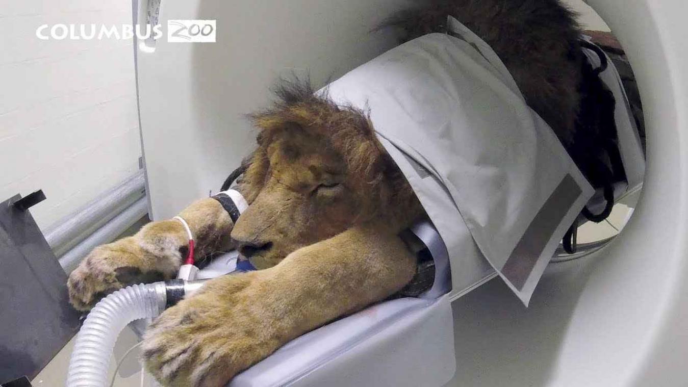 VIDEO. Veertienjarige leeuw krijgt CAT-scan