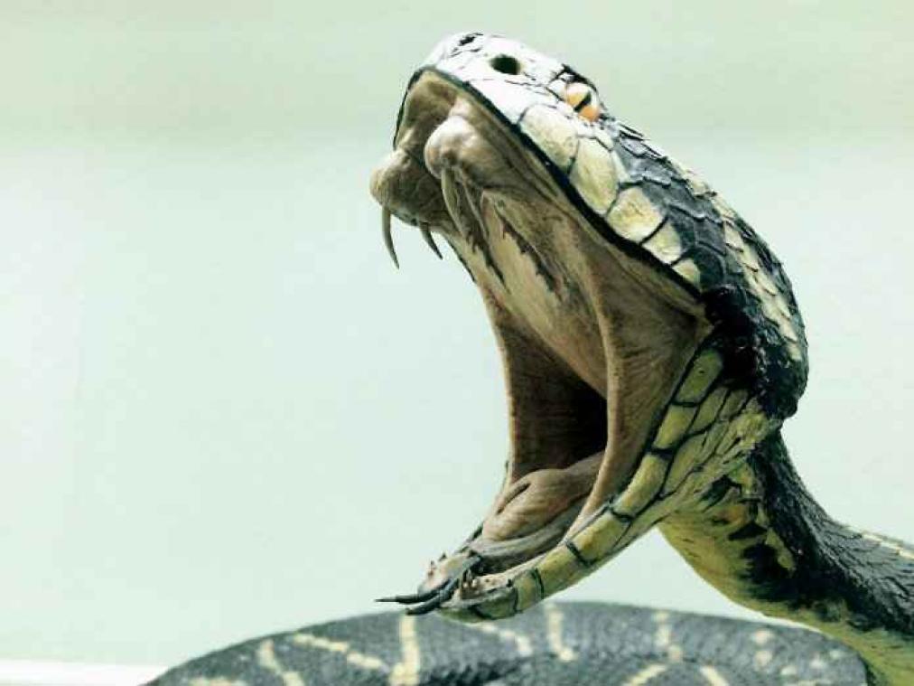 Maleisische slangenfluisteraar doodgebeten door cobra