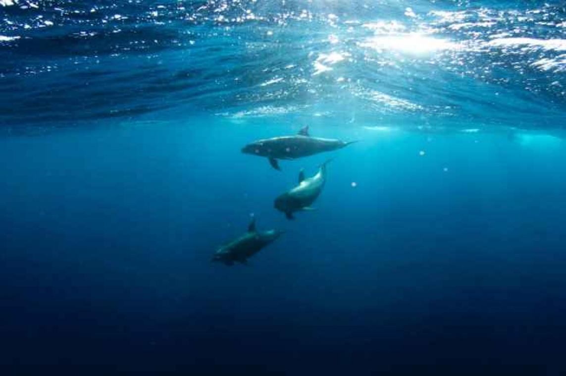 Nieuwe zender waarschuwt dolfijnen voor visnetten