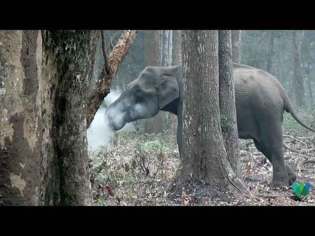 VIDEO. Rokende olifant verbaast wetenschappers