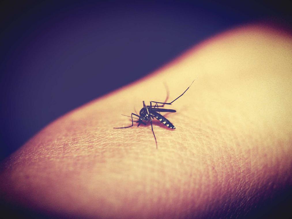 Genetisch gemanipuleerde muggensoort moet malaria uitroeien