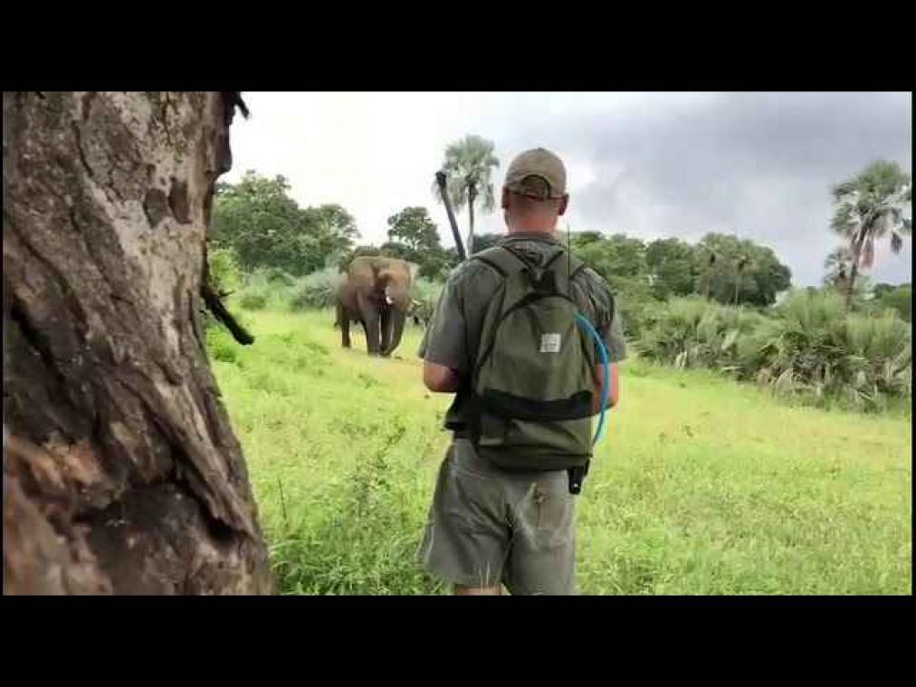 VIDEO. Ranger houdt boze olifant tegen met simpele armbeweging