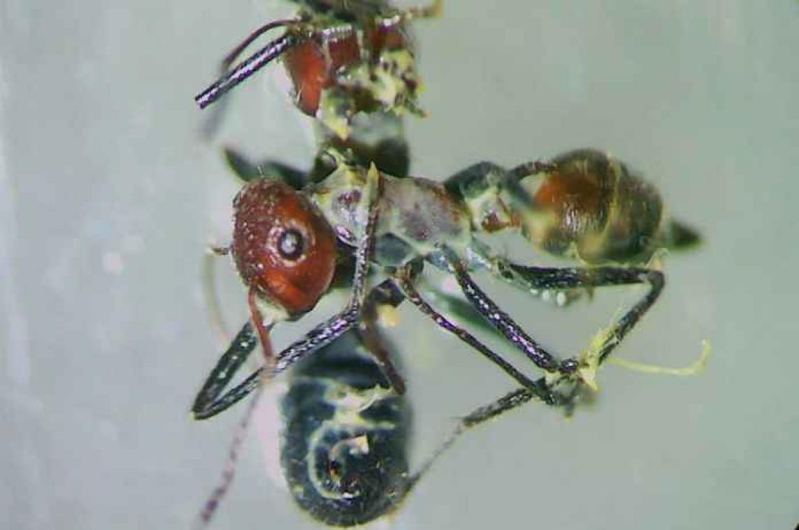 'Nieuwe' mieren verdedigen zichzelf door te ontploffen!