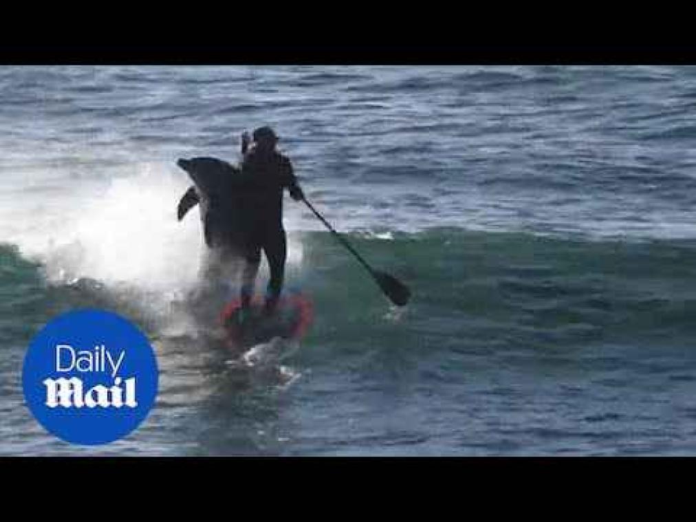 VIDEO. Dolfijn duwt paddleboarder het water in