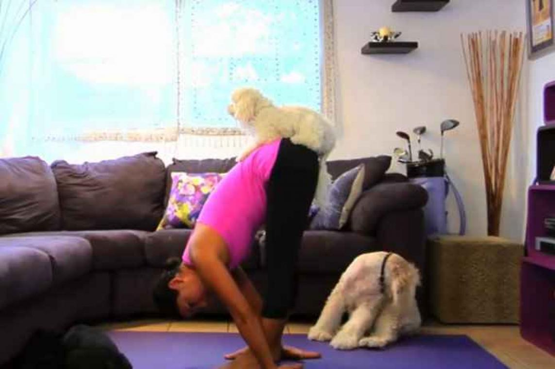 Hondenliefhebbers doen nu massaal aan 'dog yoga'