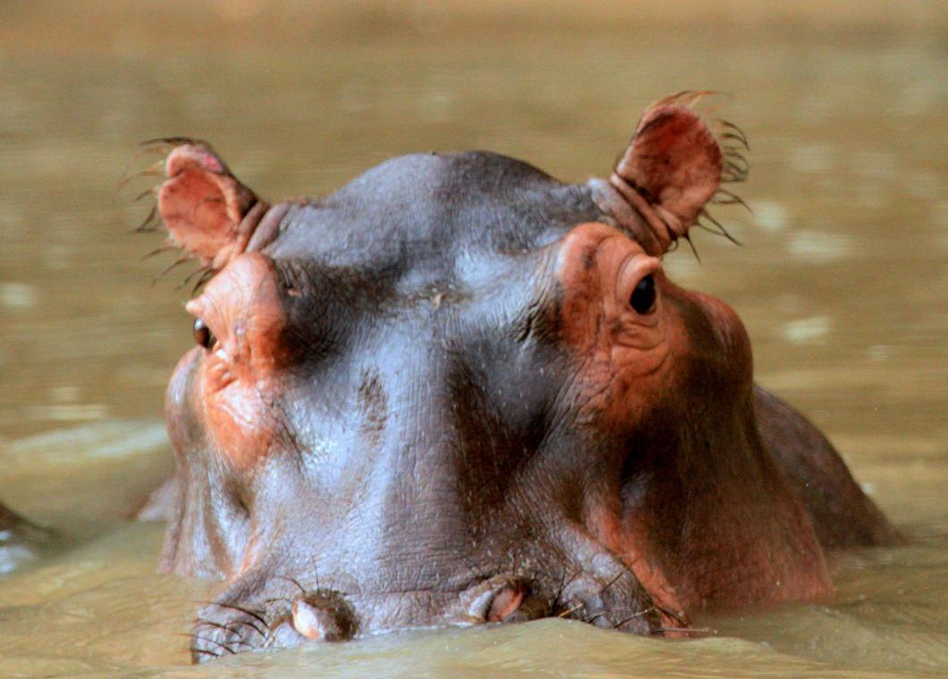 Stront van nijlpaarden doodt alle vissen in hun buurt
