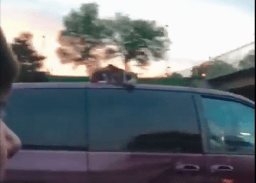 Kat beleeft doldwaze rit op dak van auto