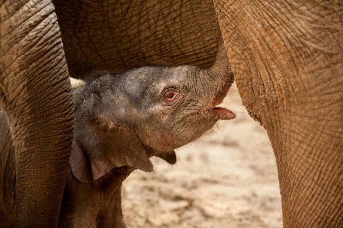Planckendael rouwt om onverwachte dood van 2-jarige olifant Qiyo