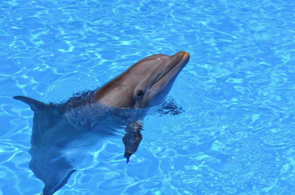 Dolfijnen voelen zich gelukkig door mensen