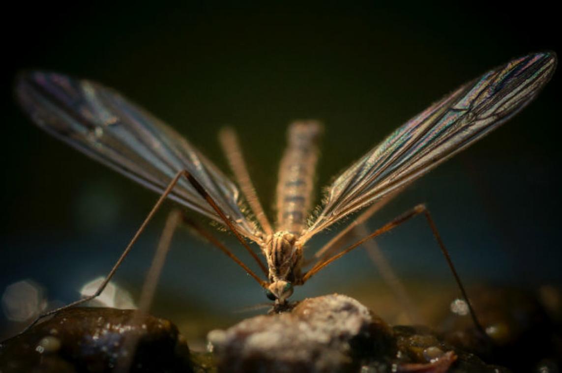 Met deze tips houd je muggen op afstand