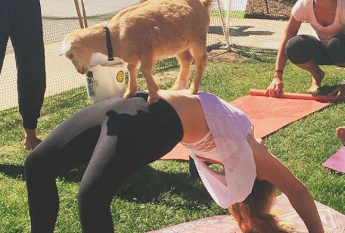Trending: yoga met geiten