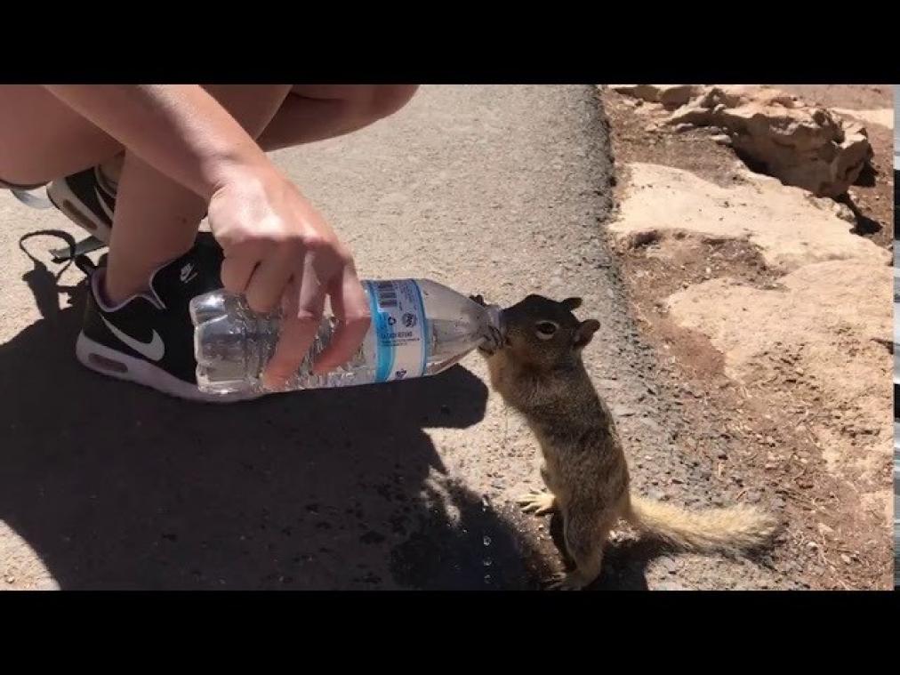 VIDEO. Schattig eekhoorntje drinkt uit waterfles