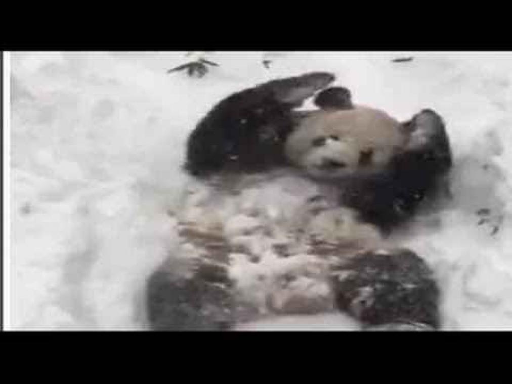 Pandabeer maakt sneeuwengels in de zoo