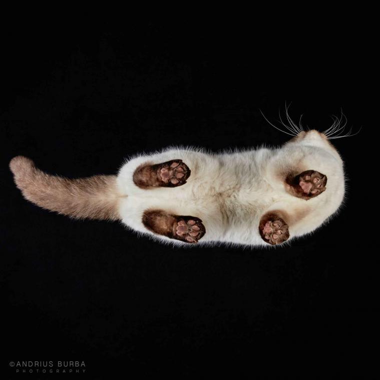 Fotograaf maakt grappige reeks van katten
