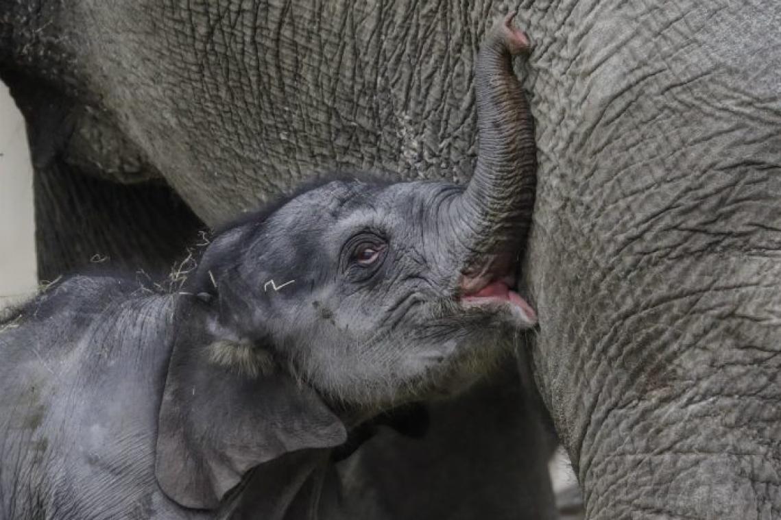 Opnieuw een olifantenbaby gestorven in Planckendael