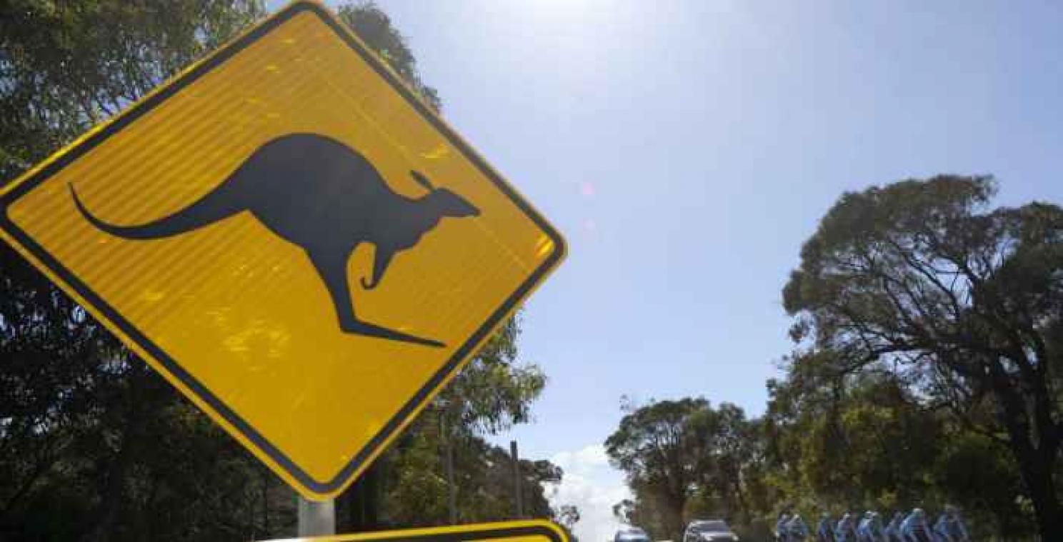 Bestuurder rijdt opzettelijk 17 kangoeroes aan