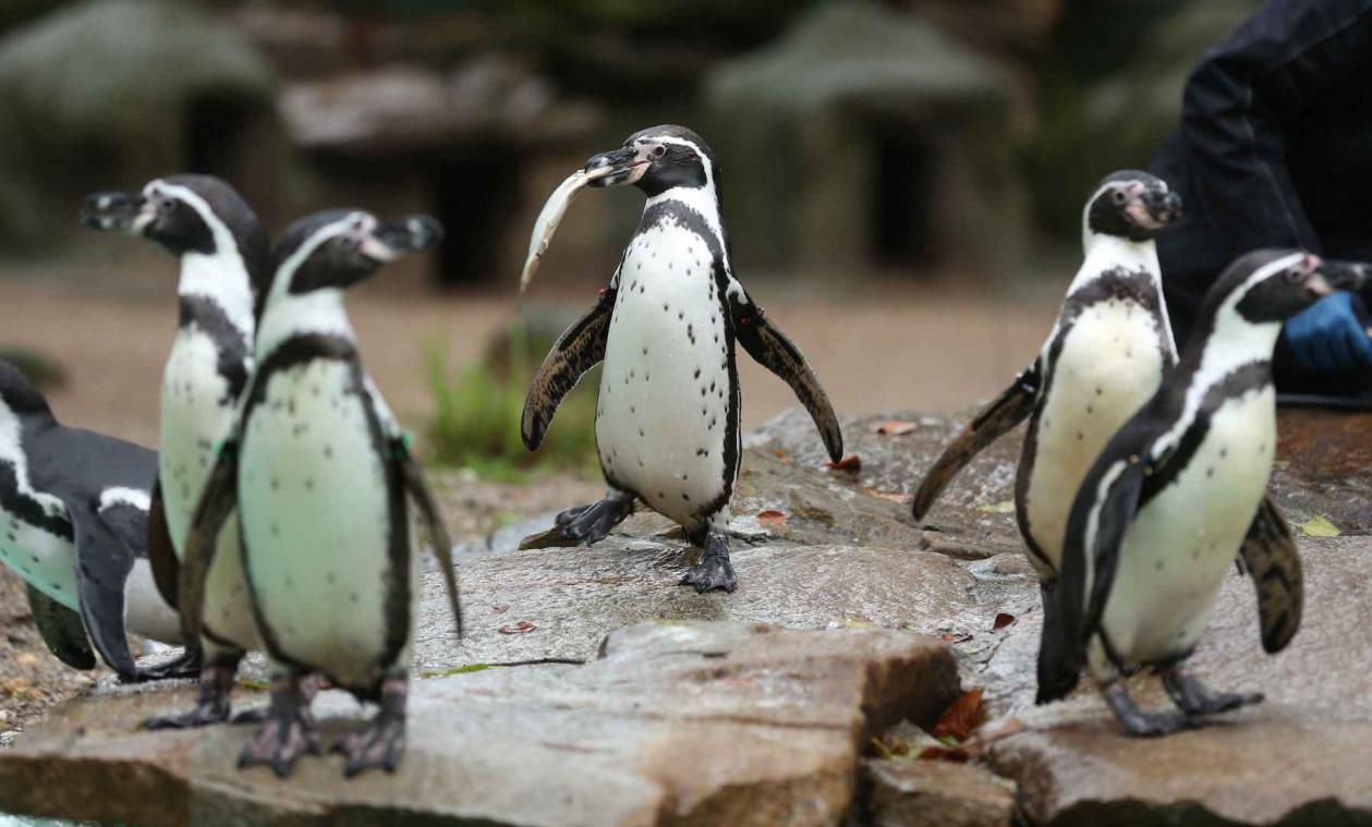 Site helpt pinguïn aan een date