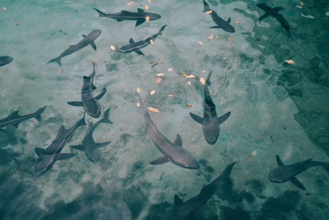 Instagram-model wordt tijdens het poseren gebeten door een haai