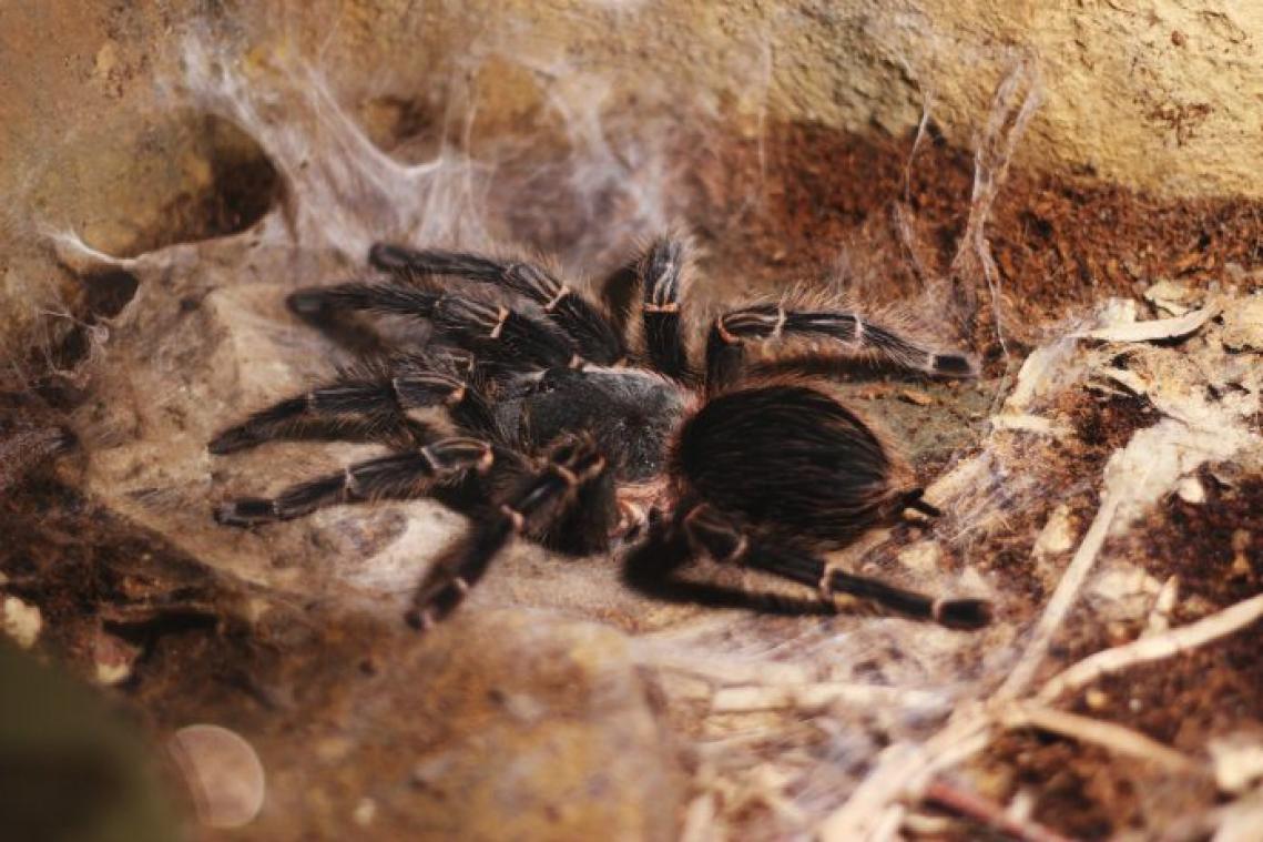 Dorp in rep en roer door ontsnapte groep tarantula's. "We vrezen voor het leven van onze dieren"