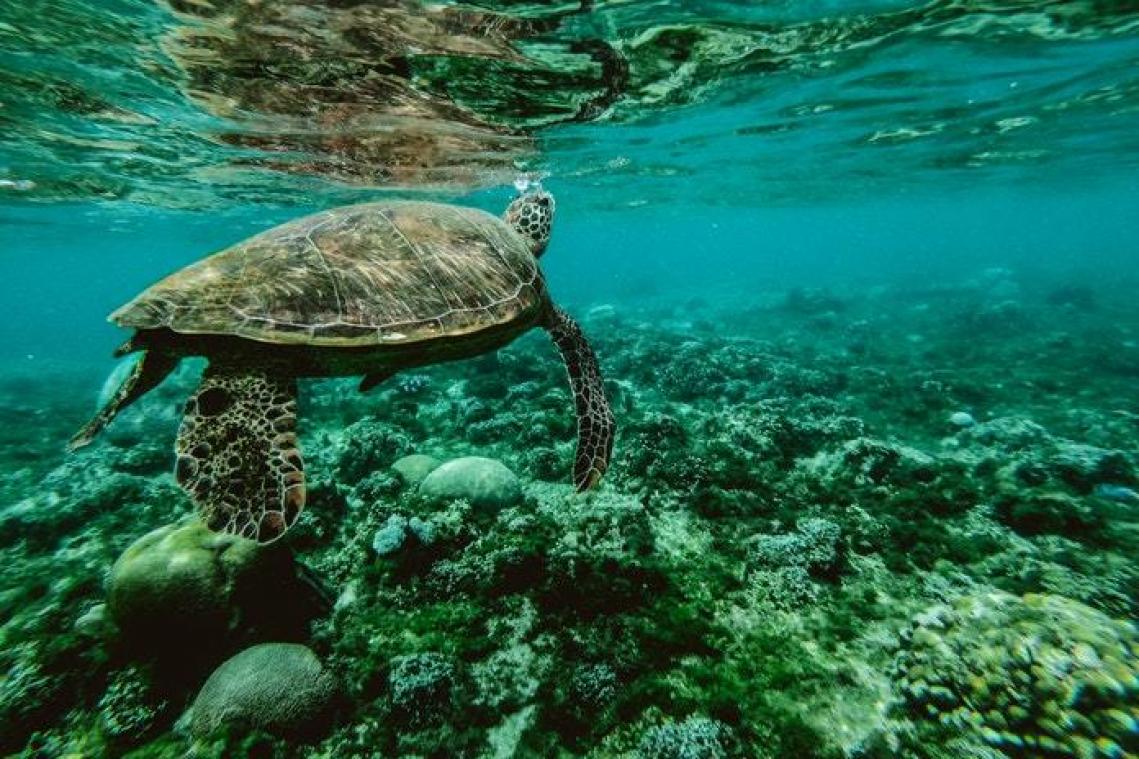 Meest bedreigde zeeschildpad sterft aan achtergelaten strandstoel