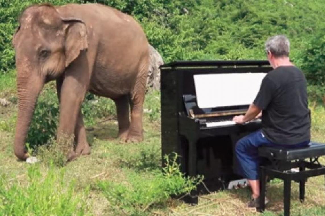 VIDEO. Blinde olifant geniet van privé pianoconcert