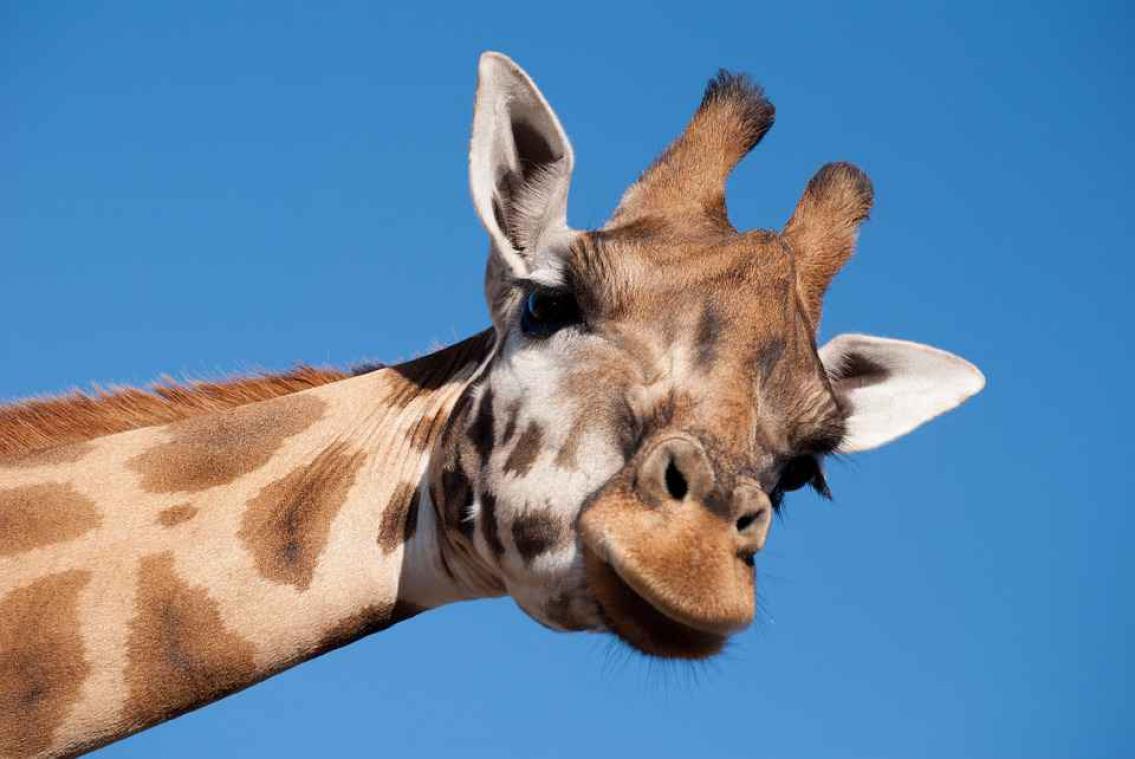 Jonge giraffen stelen melk bij andere moeders