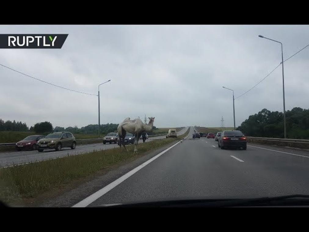 VIDEO. Kameel verstoort verkeer op Russische snelweg