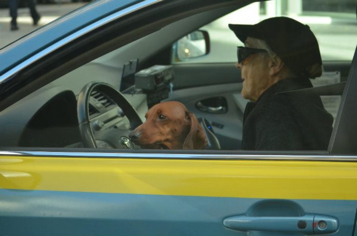 Ontsnapte hond neemt taxi ter waarde van 400 euro naar huwelijk baasje