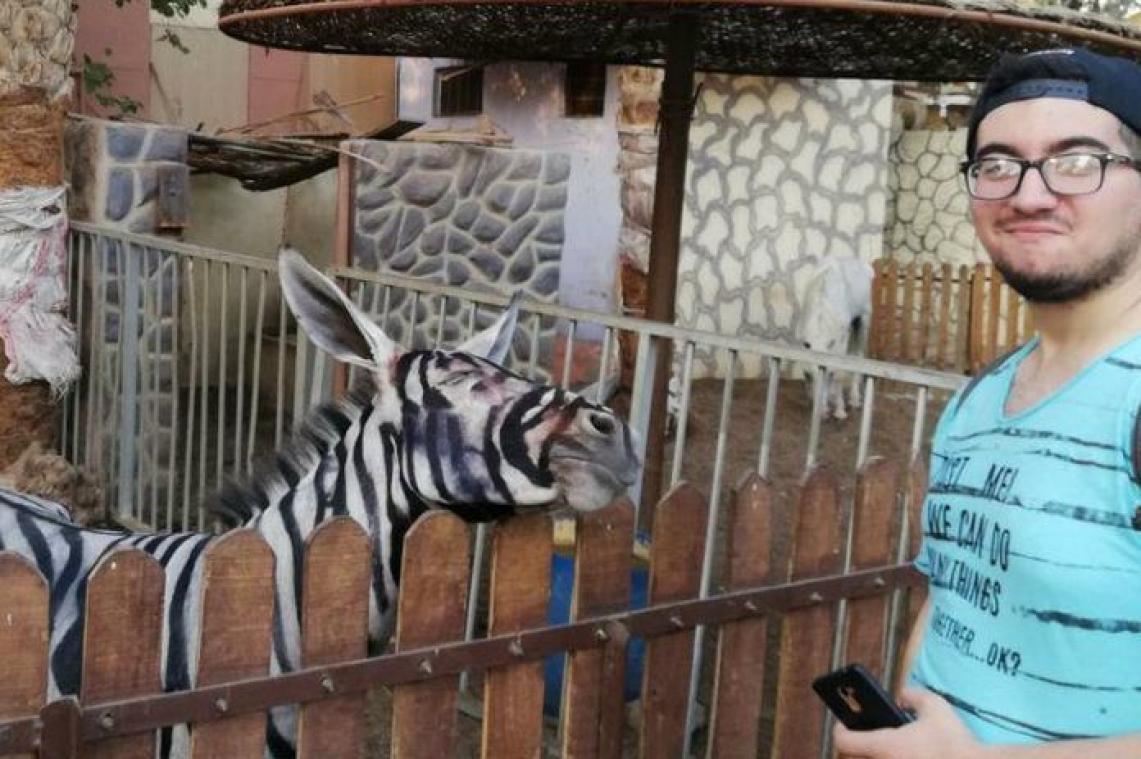Zoo probeert bezoekers te bedotten door ezel als zebra te schilderen
