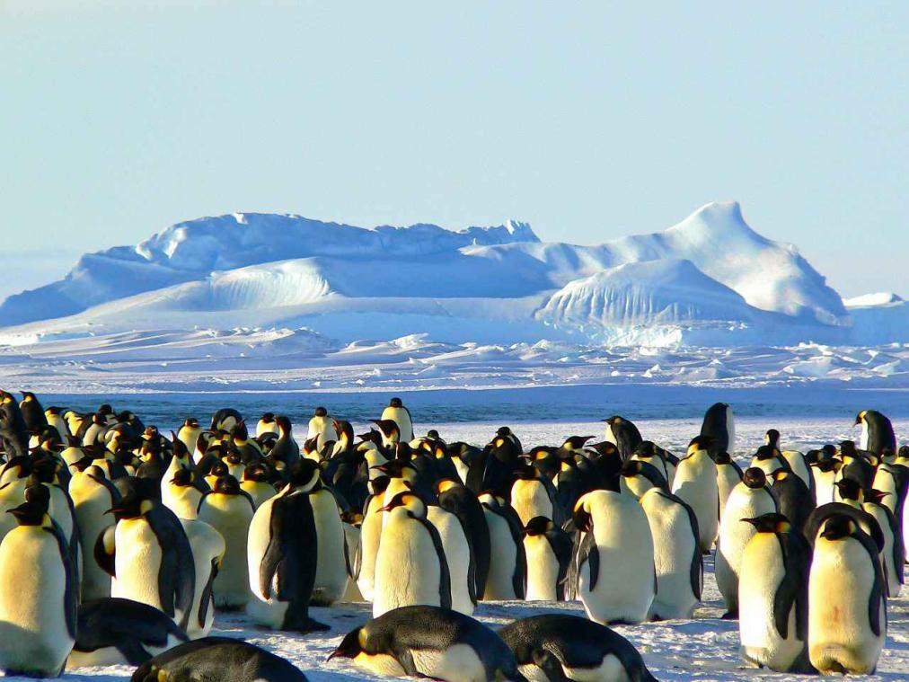 Ruim 150.000 pinguïns op Antarctica sterven door klimaatopwarming