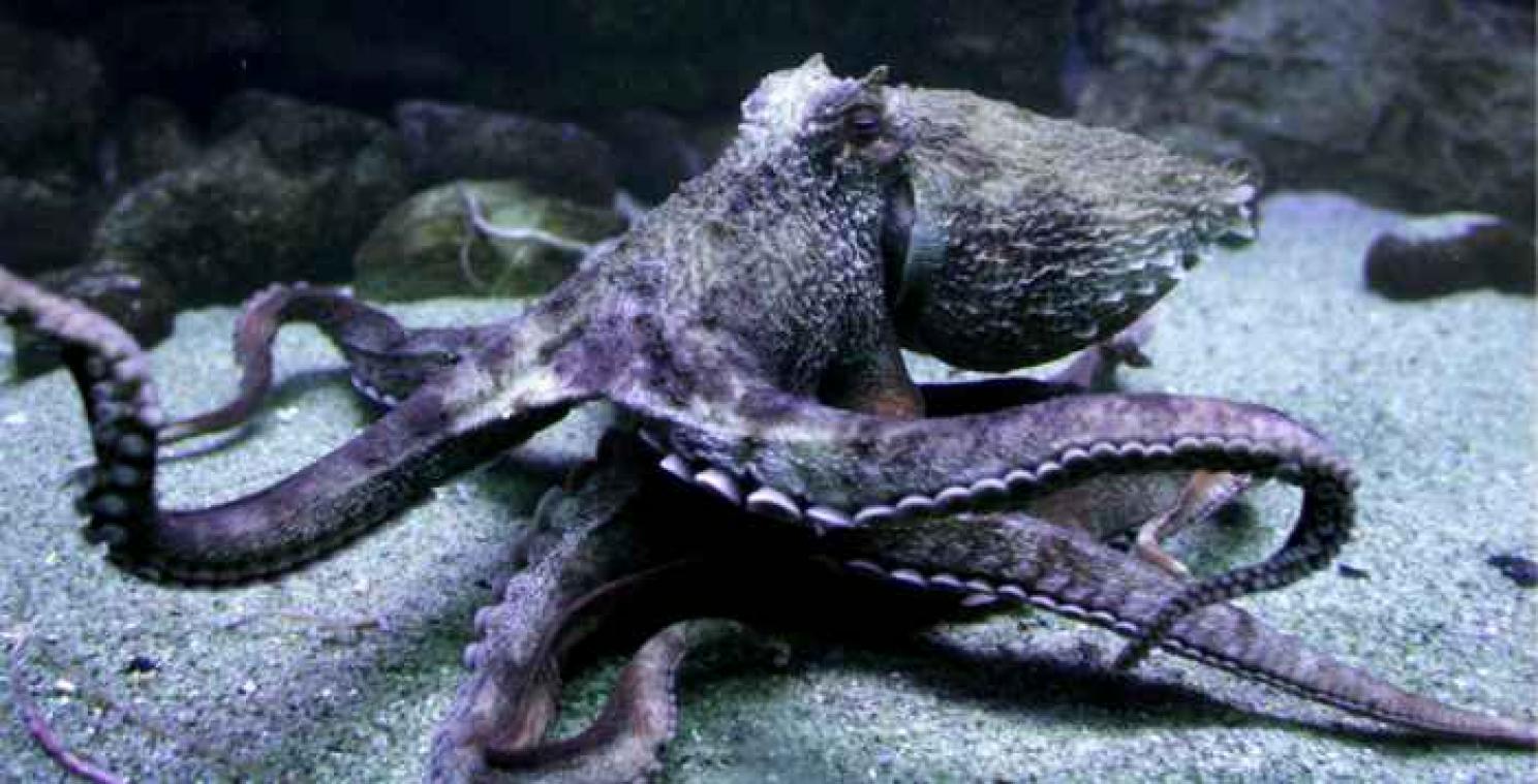 Vrijpartij voor octopussen afgelast uit vrees voor kannibalisme