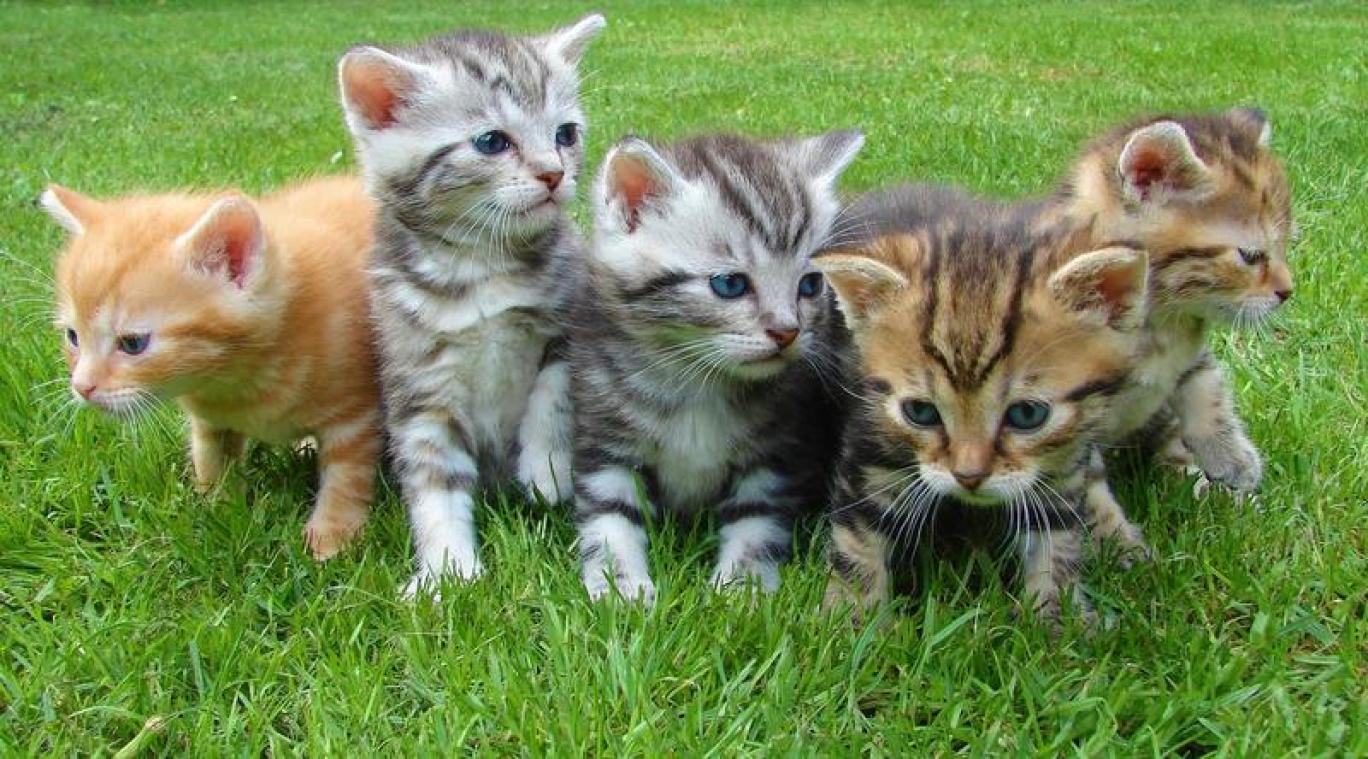 TEST. Internationale Kattendag: welke kat ben jij?