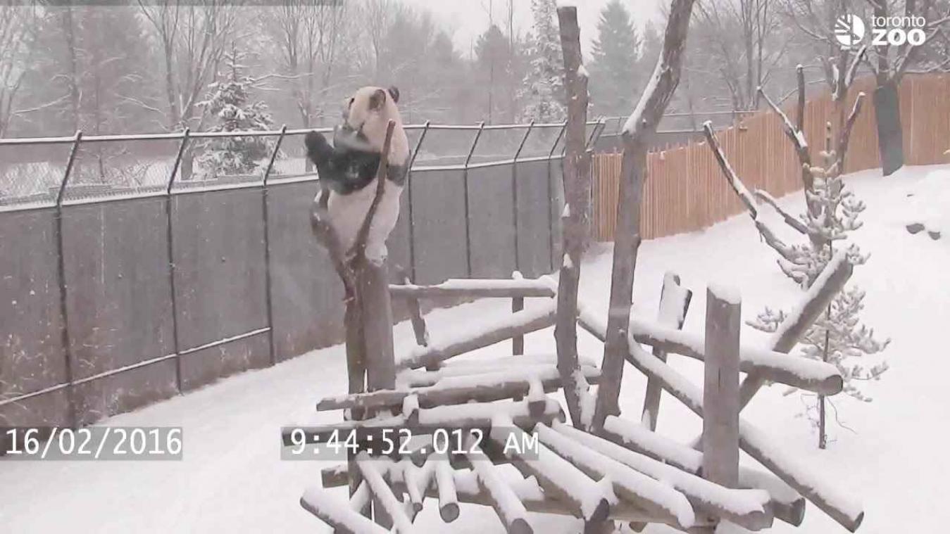 Panda amuseert zich te pletter in de sneeuw