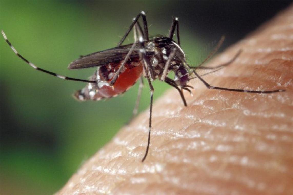 Het is vandaag Wereld Muggen Dag. Zoemende weetjes over deze beestjes