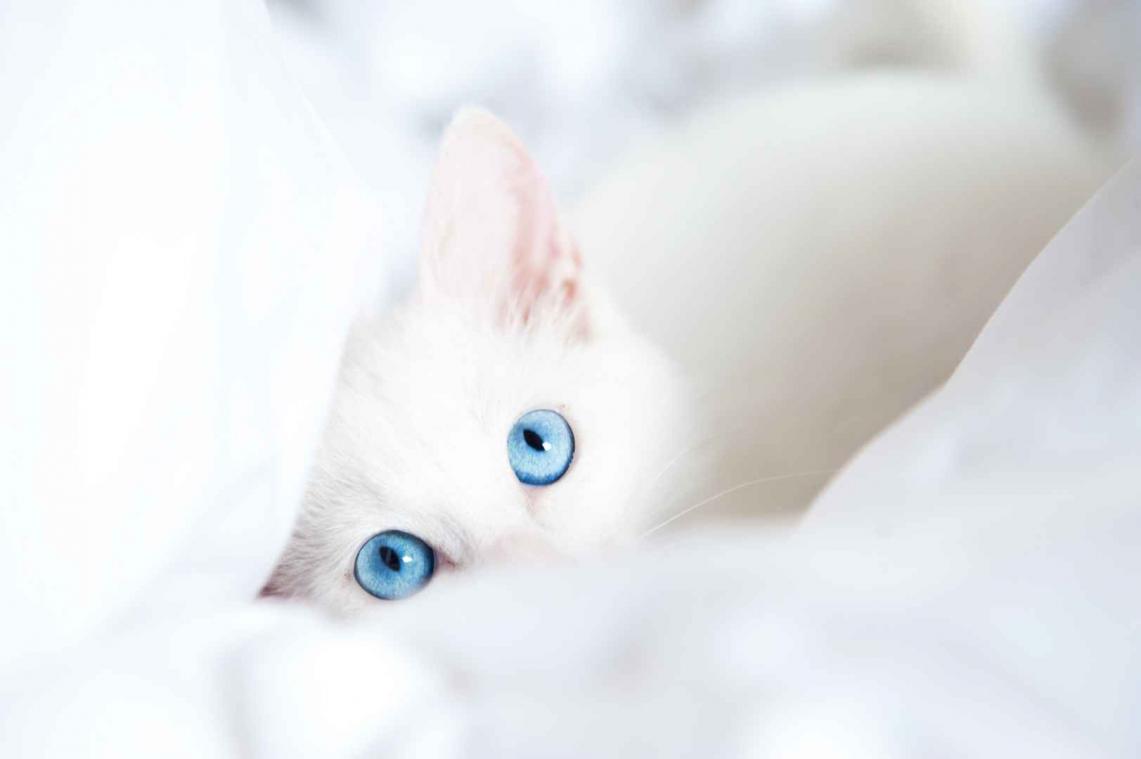 Heeft deze kat de mooiste ogen?