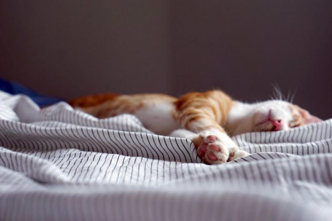 5 redenen waarom een kat in huis je gelukkig maakt