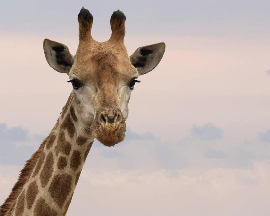 IN BEELD. Giraf photobomt trouwfoto's
