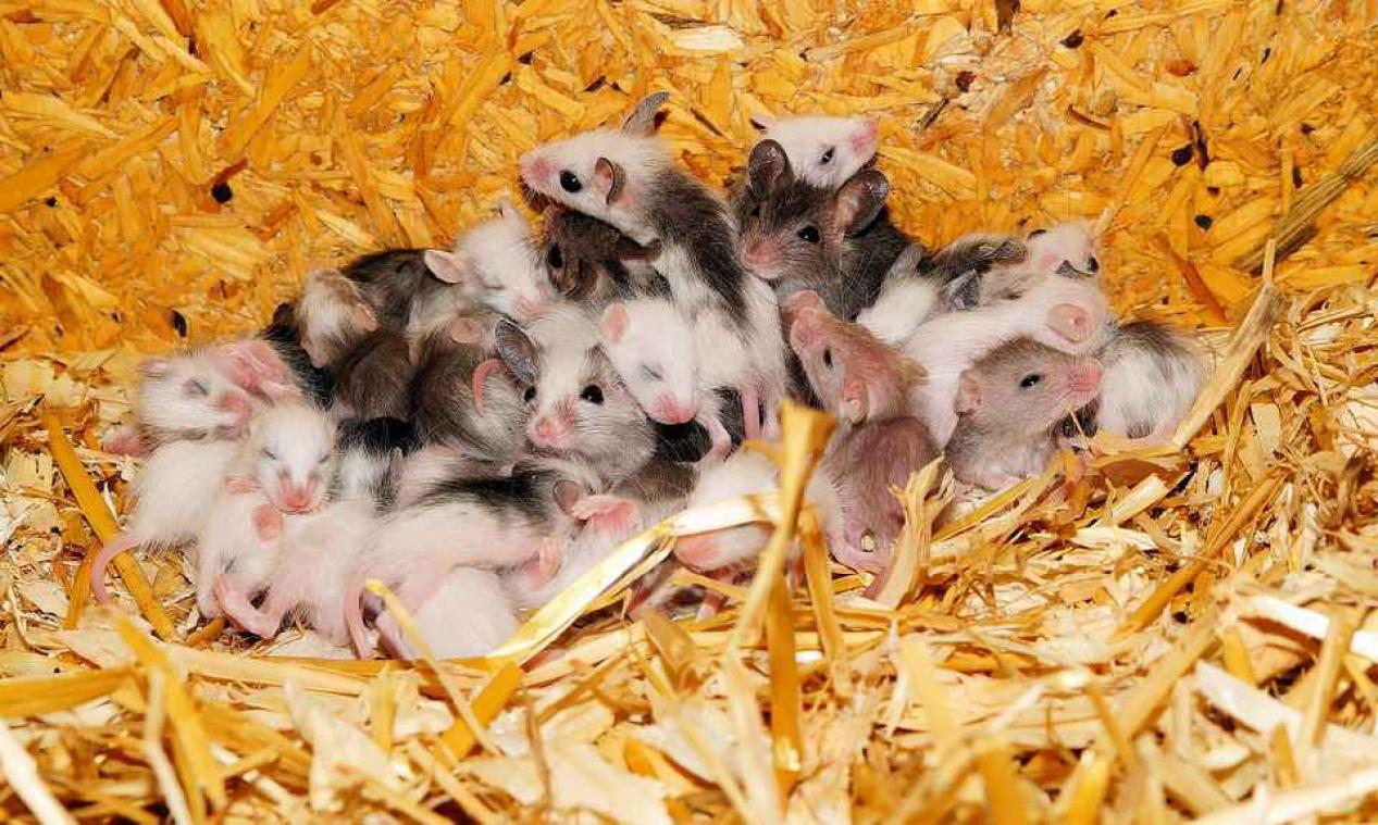 Biologen kweken muizenbaby's zonder sperma