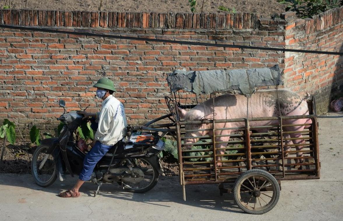 Varkensstront voorziet Vietnam van energie