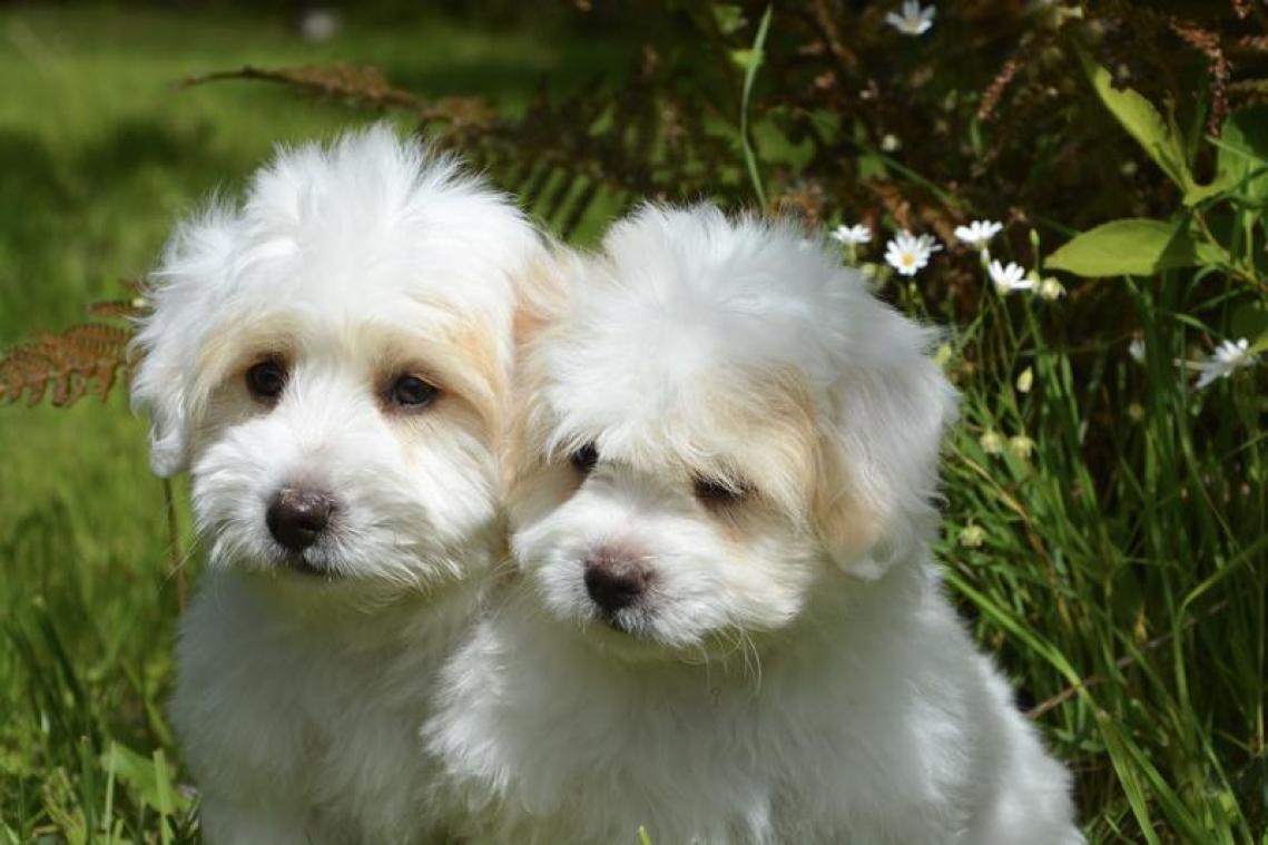 Geef jij deze honden een nieuwe thuis?