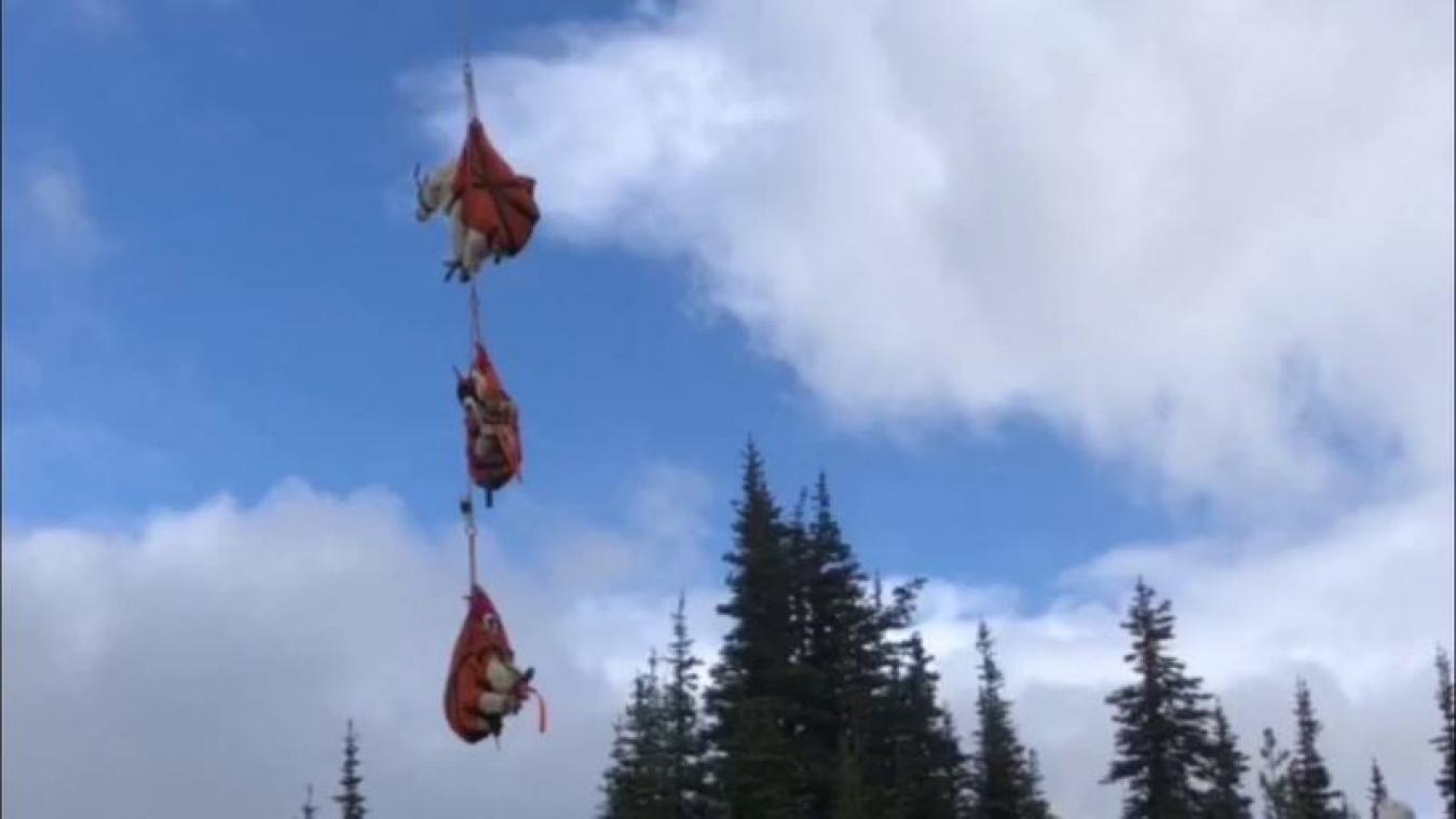 VIDEO. Berggeiten verhuizen door de lucht