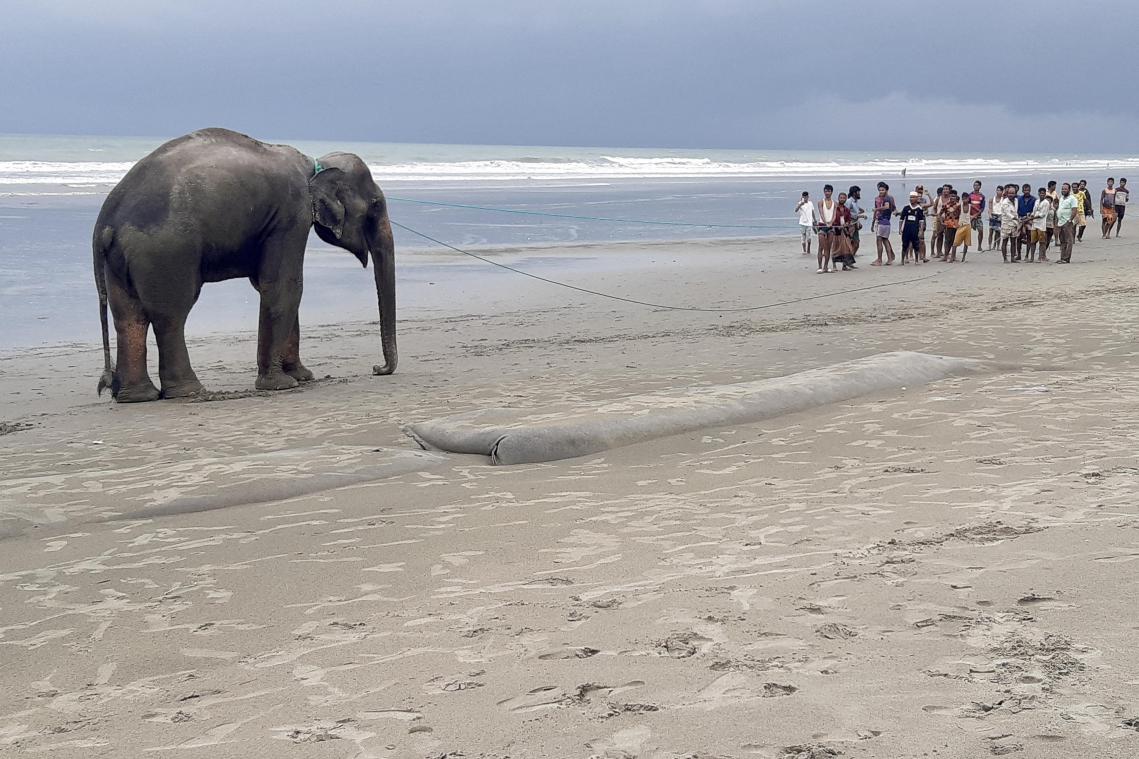 Twee olifanten gered in Bangladesh na vier dagen zonder eten op een strand (foto’s)