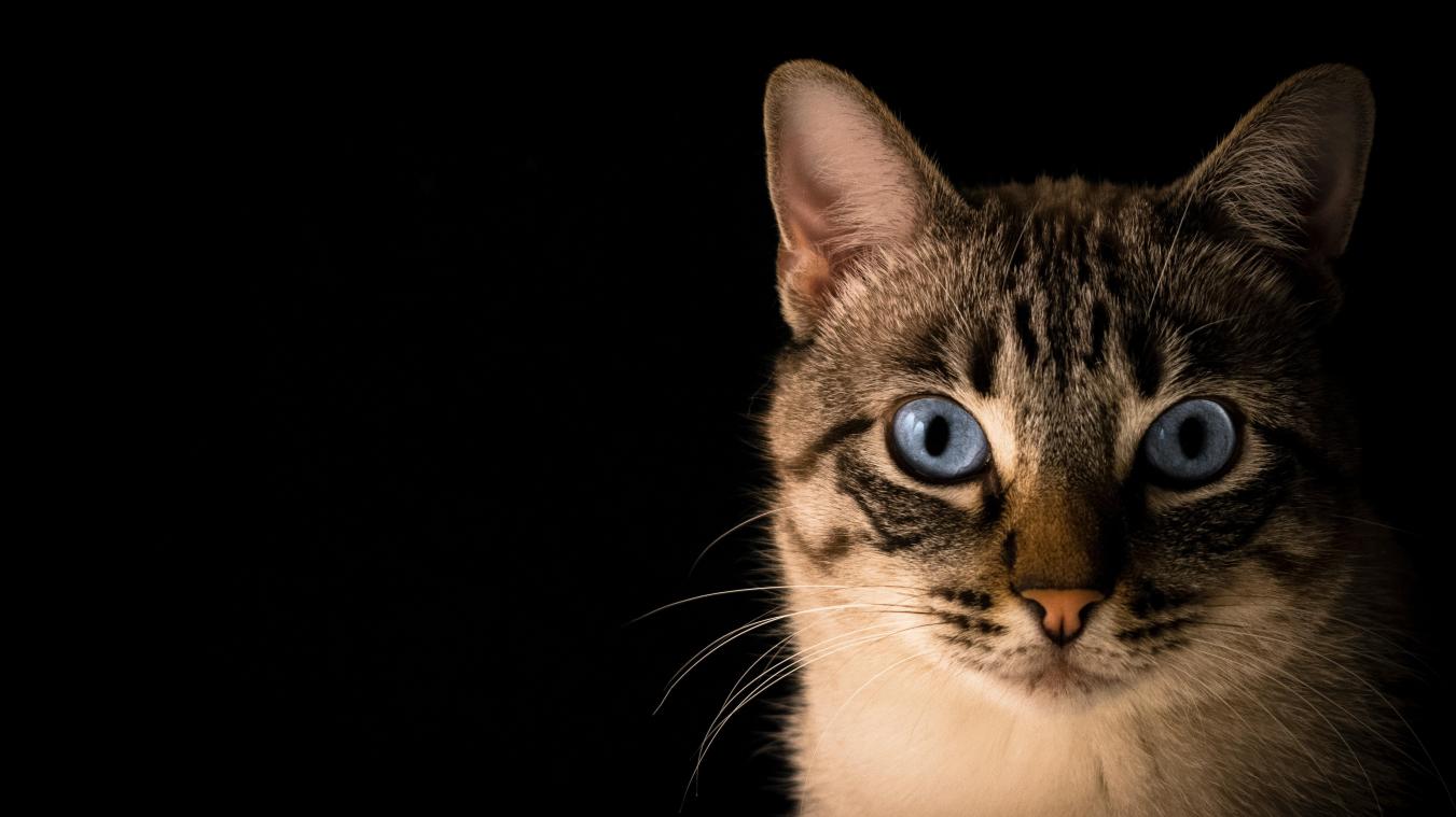 BIZAR. Gemummificeerde kat blijkt zeven jaar lang vermiste Boefje