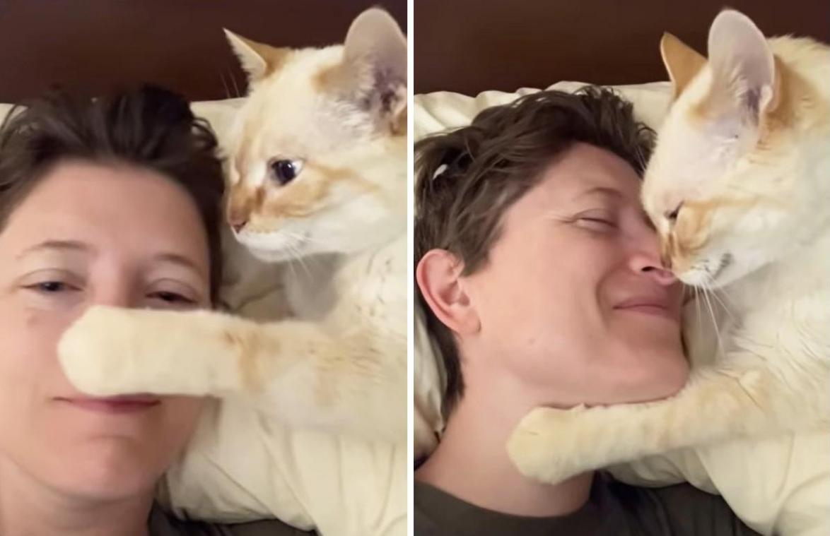 Aanhankelijke kat smeekt om kusjes bij baasje: «Schattigste wat ik ooit gezien heb» (video)