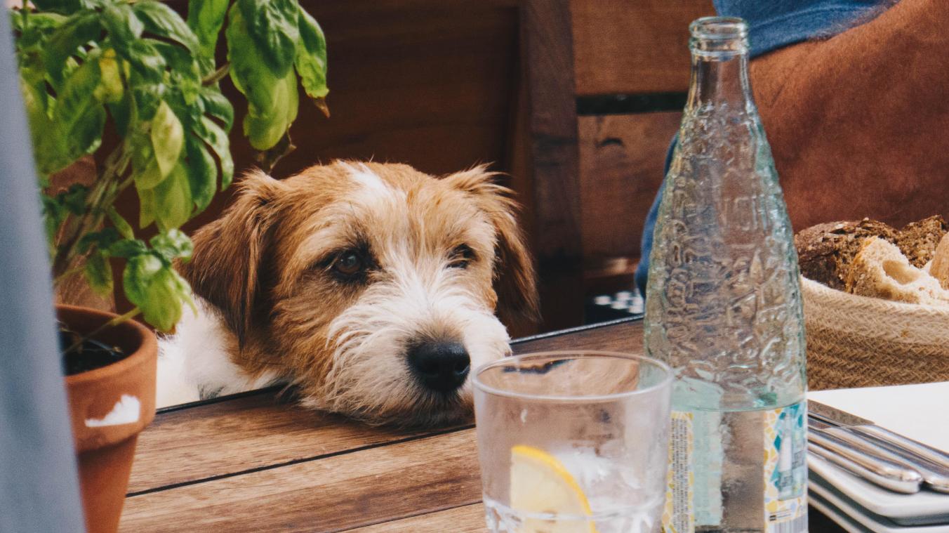 In Londen vind je nu een cocktail bar… voor honden